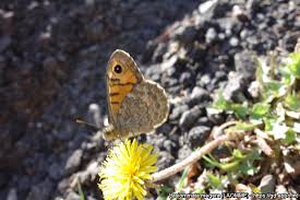 Attēlu rezultāti vaicājumam “Lasiommata megera female”
