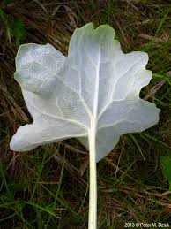 Attēlu rezultāti vaicājumam “Petasites spurius leaf”