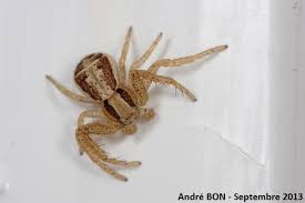 Attēlu rezultāti vaicājumam “Xysticus ulmi”