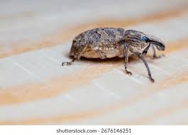 Attēlu rezultāti vaicājumam “Dasytes caeruleus imago”