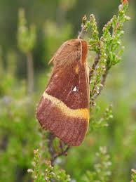 Attēlu rezultāti vaicājumam “Lasiocampa quercus imago”