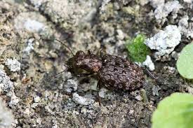 Attēlu rezultāti vaicājumam “Elaphrus cupreus”