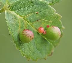 Attēlu rezultāti vaicājumam “Diplolepis eglanteriae”