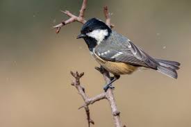 Attēlu rezultāti vaicājumam “Periparus ater”