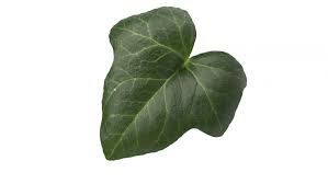 Attēlu rezultāti vaicājumam “Hedera helix  leaf”