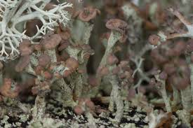 Attēlu rezultāti vaicājumam “Cladonia botrytes”