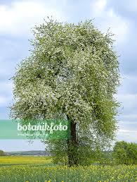 Attēlu rezultāti vaicājumam “Pyrus communis flower”
