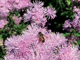 Attēlu rezultāti vaicājumam “Thalictrum”