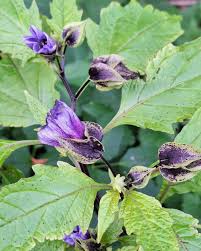 Attēlu rezultāti vaicājumam “Nicandra physalodes”