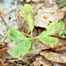 Attēlu rezultāti vaicājumam “Ochropsora ariae”