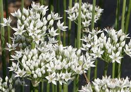 Image result for Allium tuberosum