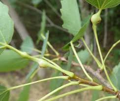 Attēlu rezultāti vaicājumam “Contarinia petioli”