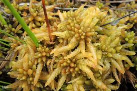 Attēlu rezultāti vaicājumam “Sphagnum platyphyllum”