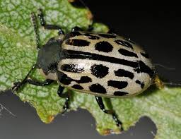 Attēlu rezultāti vaicājumam “Chrysomela vigintipunctata”