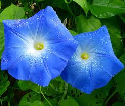 Image result for Ipomoea Heavenly Blue