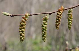 Attēlu rezultāti vaicājumam “Carpinus caroliniana male flower”