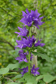 Attēlu rezultāti vaicājumam “Campanula latifolia leaf”