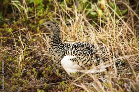 Attēlu rezultāti vaicājumam “Lagopus lagopus female”
