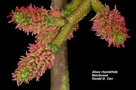 Attēlu rezultāti vaicājumam “Betula nana male flower”