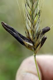 Attēlu rezultāti vaicājumam “Claviceps purpurea”