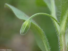 Attēlu rezultāti vaicājumam “Myosotis sparsiflora”