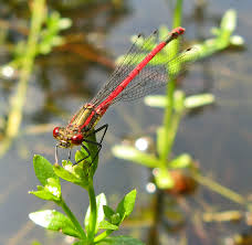 Attēlu rezultāti vaicājumam “Griselda ustomaculana”