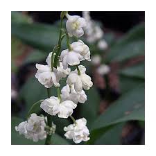 Attēlu rezultāti vaicājumam “Convallaria majalis flower”