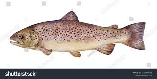 Image result for Salmo trutta trutta