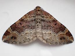 Attēlu rezultāti vaicājumam “Xanthorhoe spadicearia”