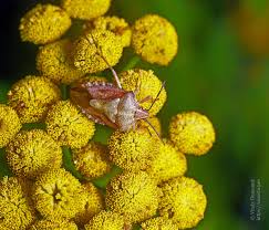 Attēlu rezultāti vaicājumam “Carpocoris sp. nymph”
