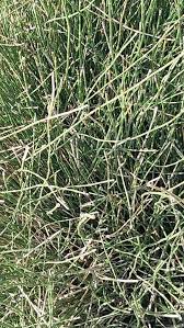 Attēlu rezultāti vaicājumam “Equisetum variegatum”