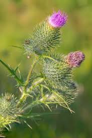 Attēlu rezultāti vaicājumam “Cirsium vulgare flower”