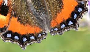 Attēlu rezultāti vaicājumam “Aglais urticae upperside”