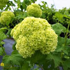 Attēlu rezultāti vaicājumam “Viburnum opulus”