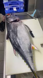 Image result for Thunnus maccoyii