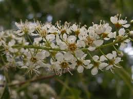 Attēlu rezultāti vaicājumam “Prunus serotina flower”