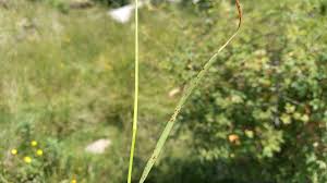 Attēlu rezultāti vaicājumam “Cynosurus cristatus flower”