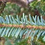 Attēlu rezultāti vaicājumam “Abies mariesii”