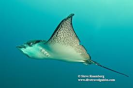 Image result for Pteroplatytrygon violacea