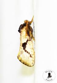 Attēlu rezultāti vaicājumam “Eriopygodes imbecilla”