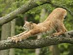 Lynx Medicine: Silence