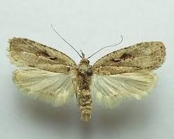 Attēlu rezultāti vaicājumam “Agonopterix ocellana”