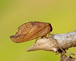 Attēlu rezultāti vaicājumam “Drepanepteryx phalaenoides”