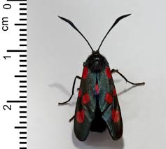 Attēlu rezultāti vaicājumam “Zygaena lonicerae”