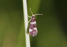 Attēlu rezultāti vaicājumam “Incurvaria praelatella”