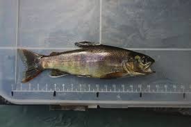Image result for Salmo pallaryi