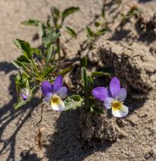 Attēlu rezultāti vaicājumam “Viola tricolor subsp. curtisii”