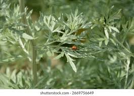 Attēlu rezultāti vaicājumam “Artemisia absinthium leaf”