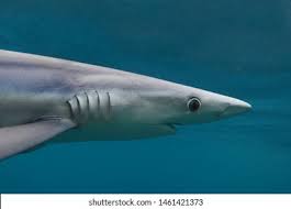 Image result for Prionace glauca