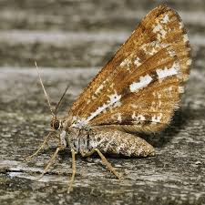 Attēlu rezultāti vaicājumam “Bupalus piniaria female”